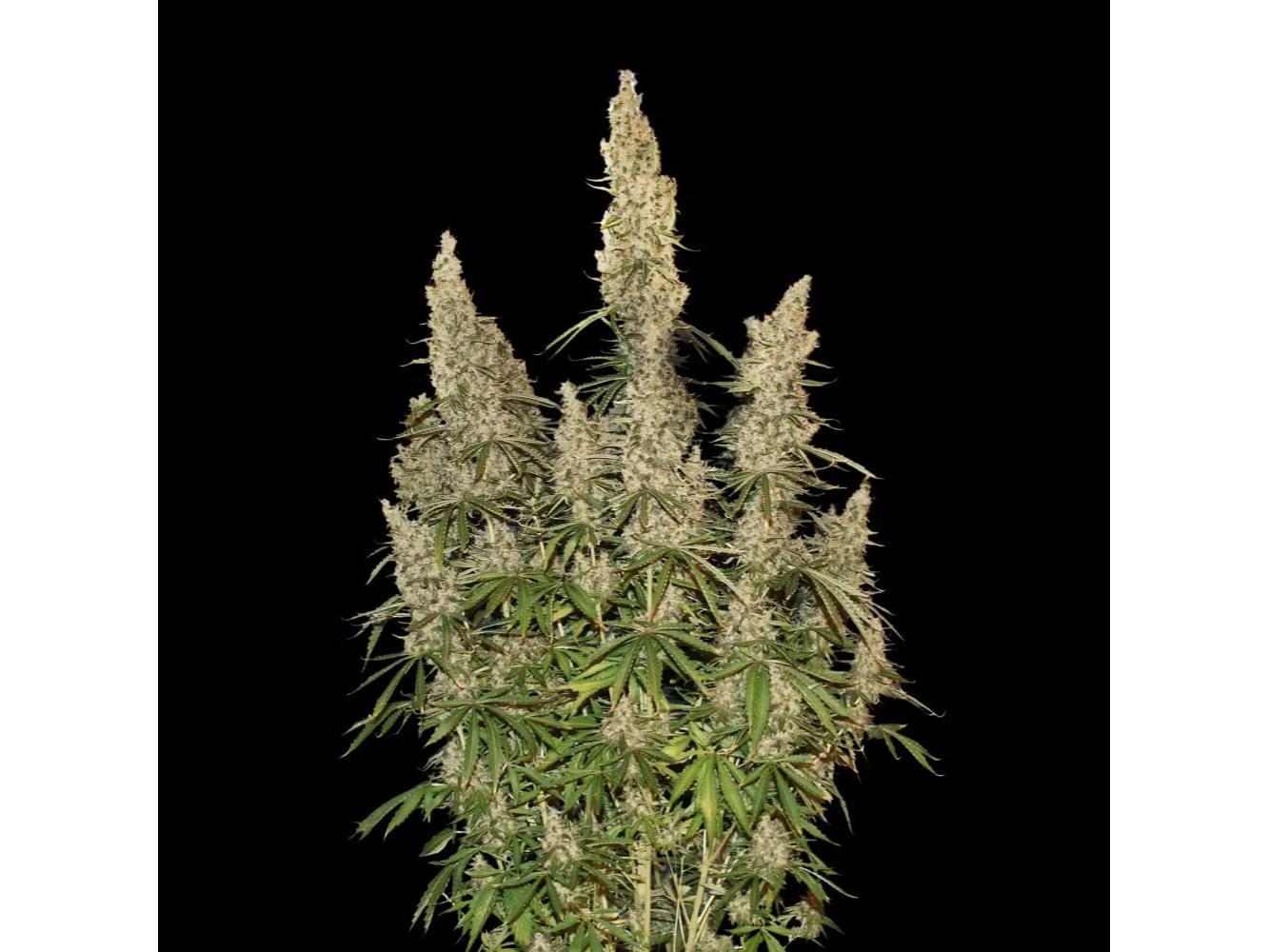 Superlemon Mac x4 sweed lab