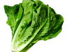 LECHUGA MANTECA