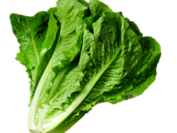 LECHUGA MANTECA