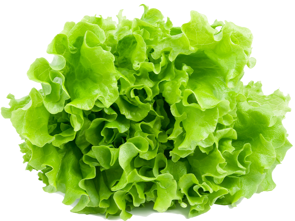 LECHUGA CRESPA