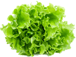 LECHUGA CRESPA