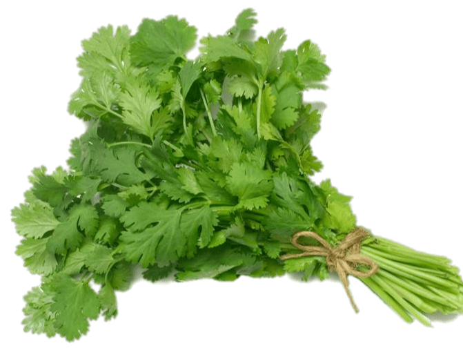 CILANTRO