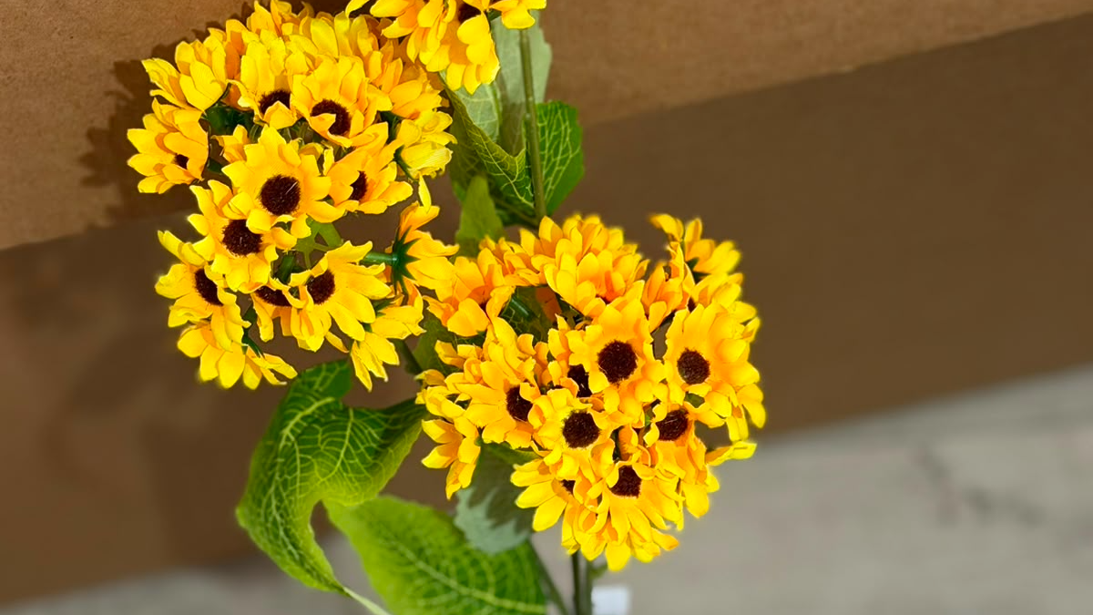 Vivero