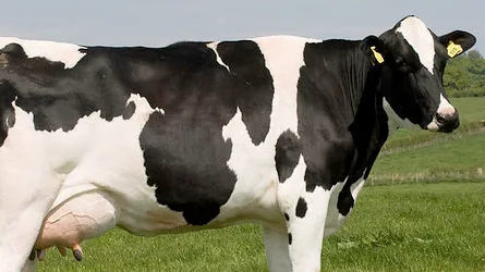 Vaca
