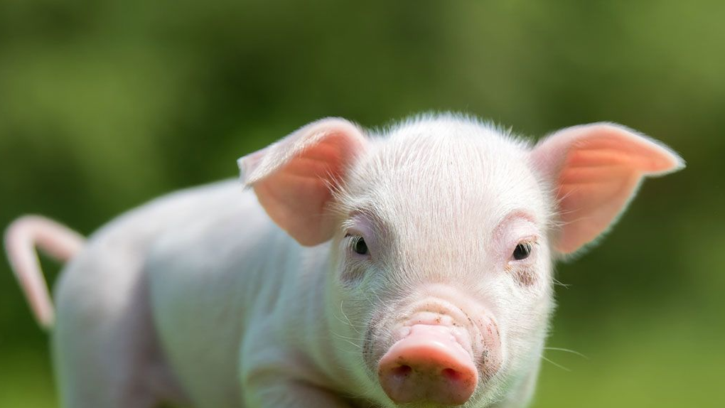 Cerdo