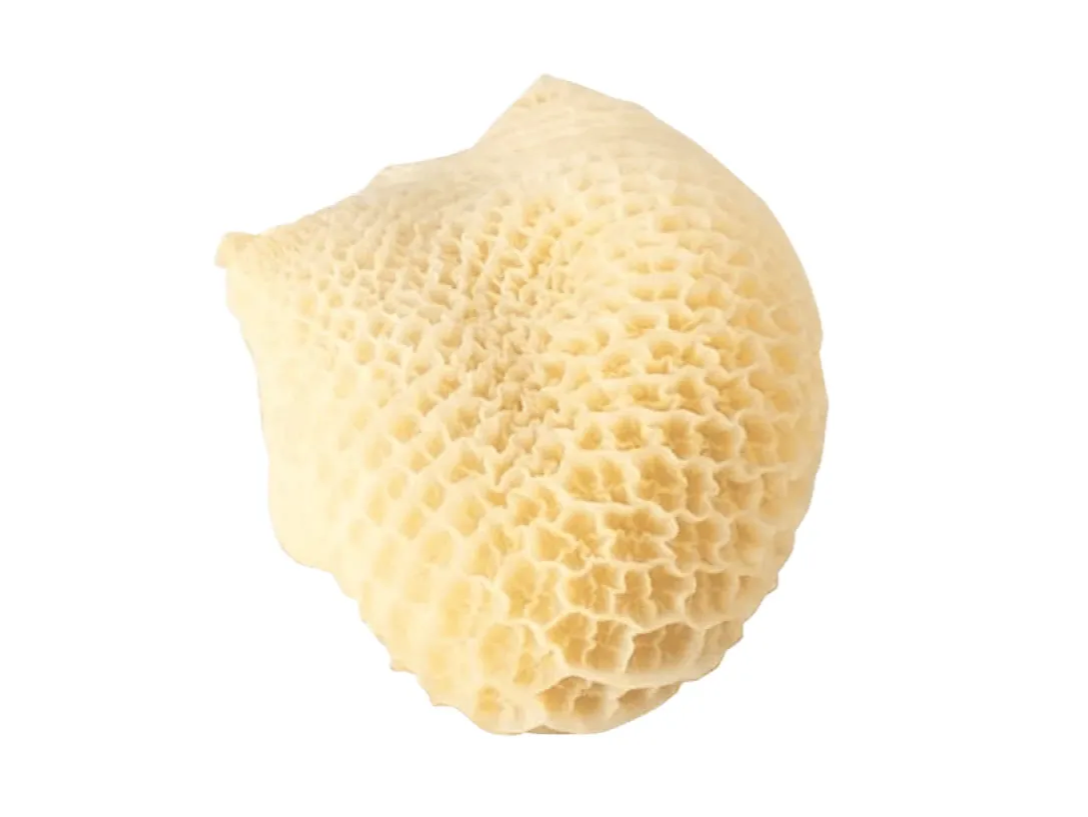 Mondongo