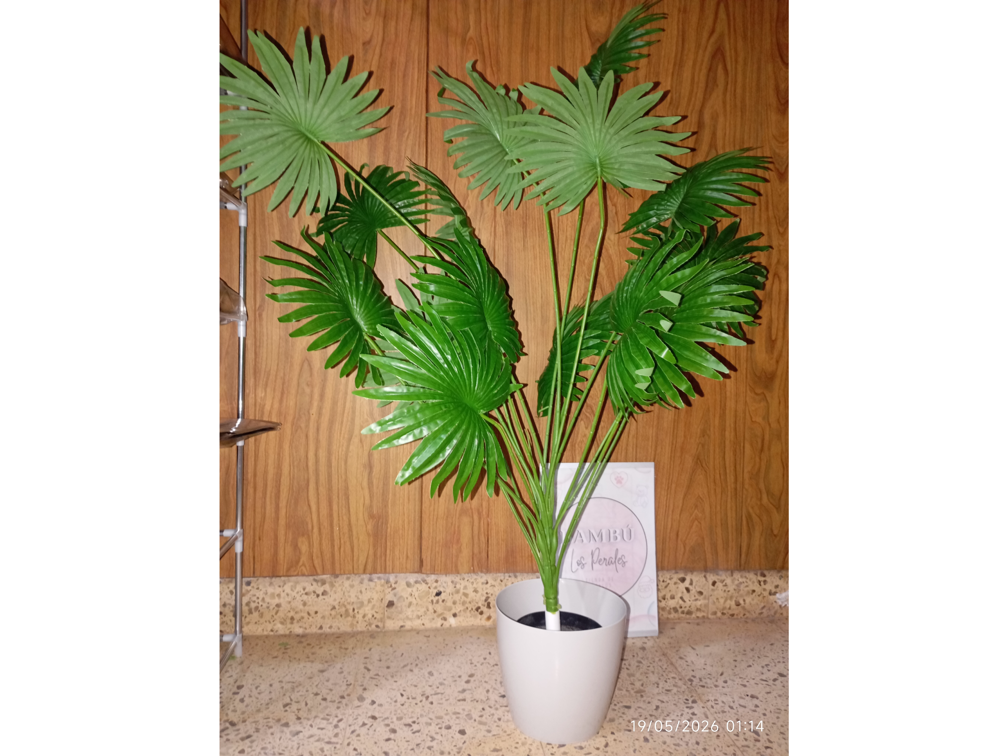 Palmera Areca (90cm)