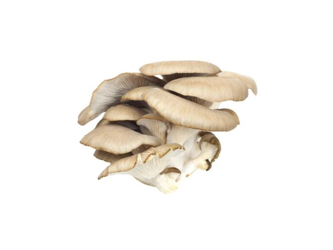 girgolas