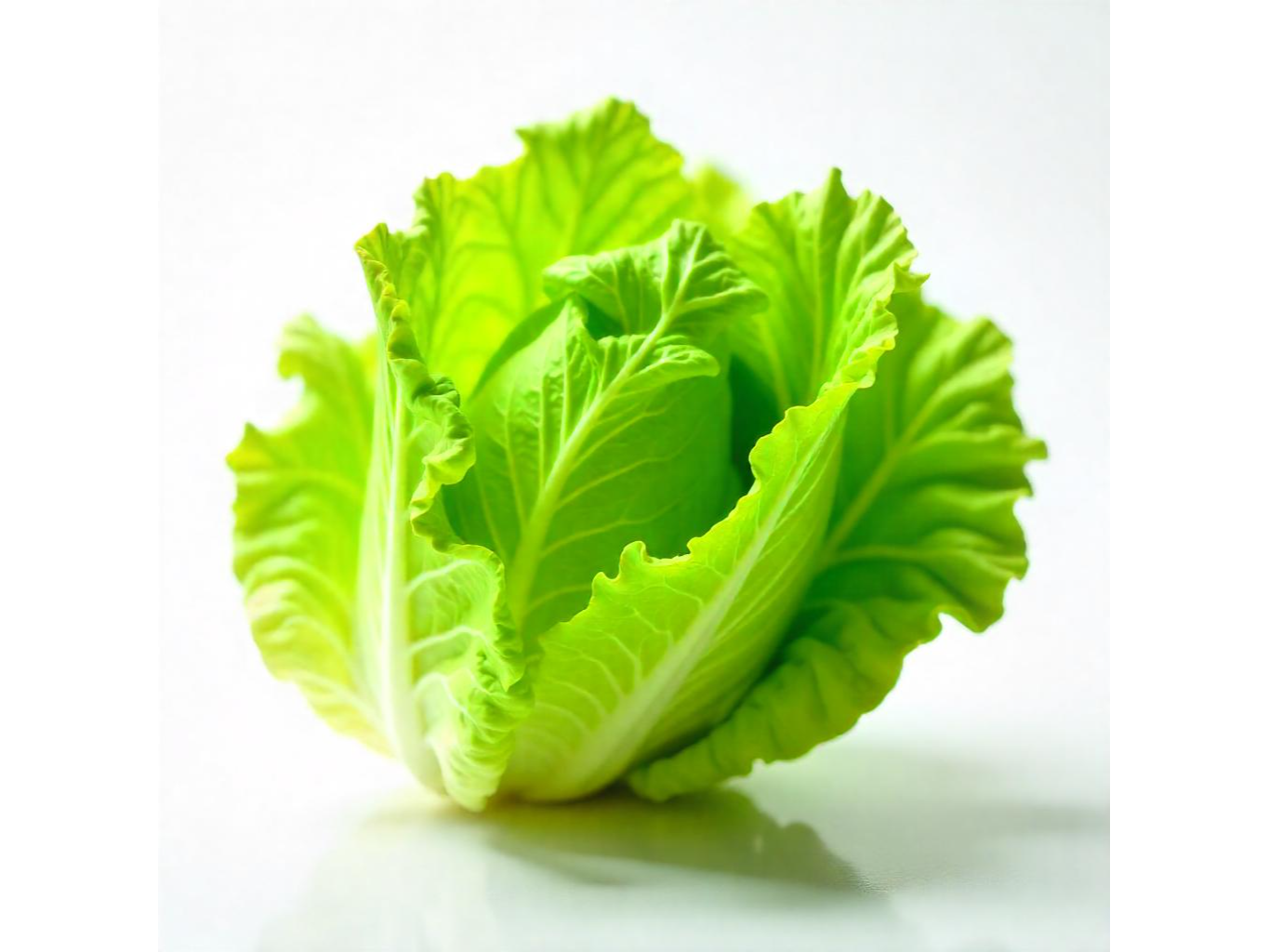lechuga manteca