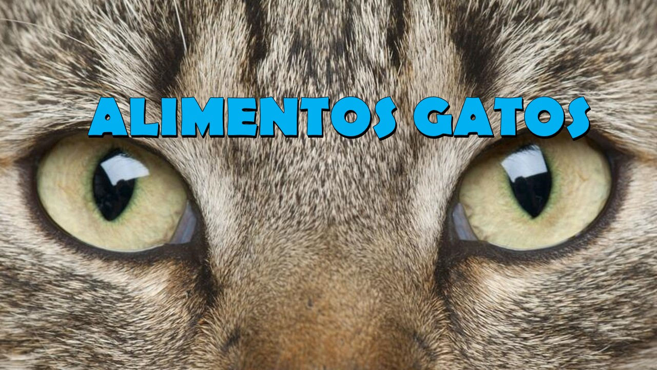 ALIMENTOS GATOS