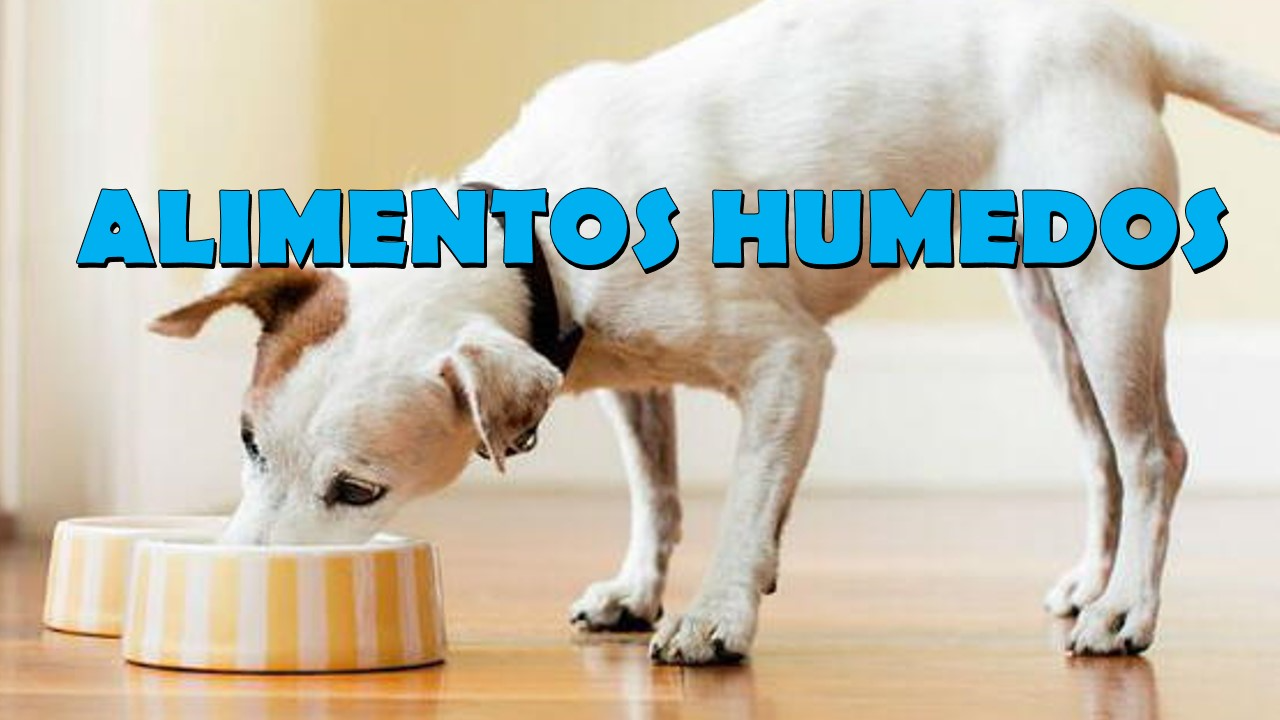 ALIMENTOS HUMEDOS