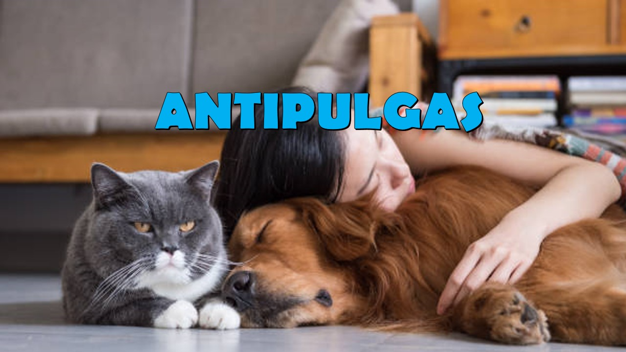 ANTIPULGAS