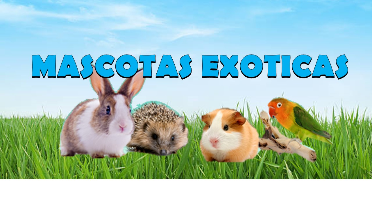MASCOTAS EXOTICAS