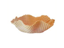 CAPELINA X 80 UNID.