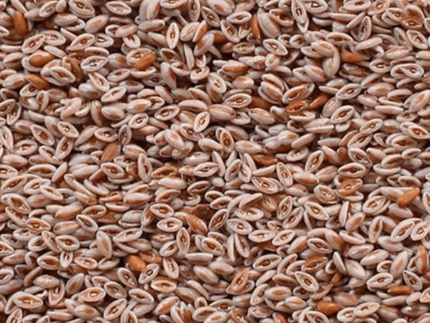 Psyllium