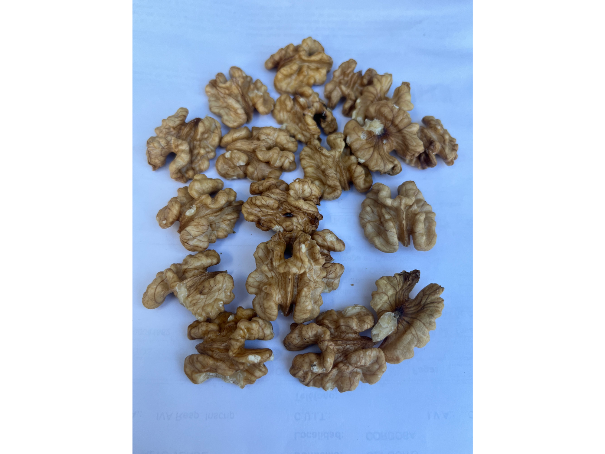 Nueces Mariposa Blanca común 2025 | x1kg