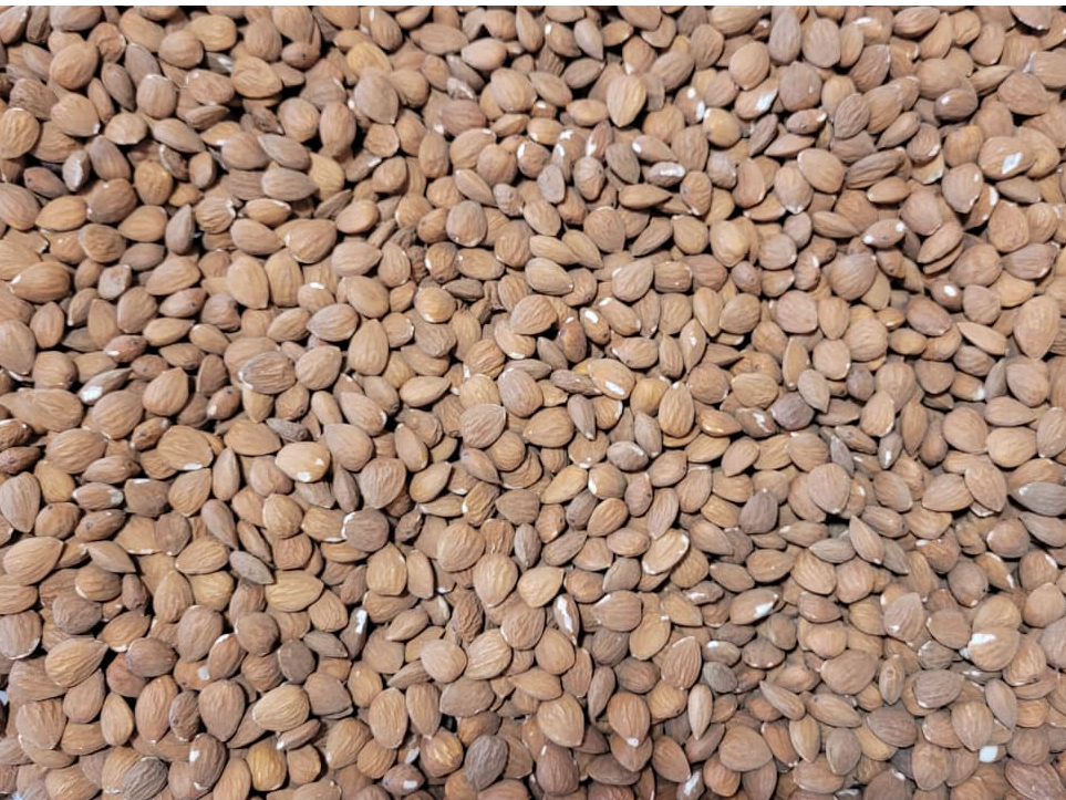 Almendra FELICIA chica| xkg