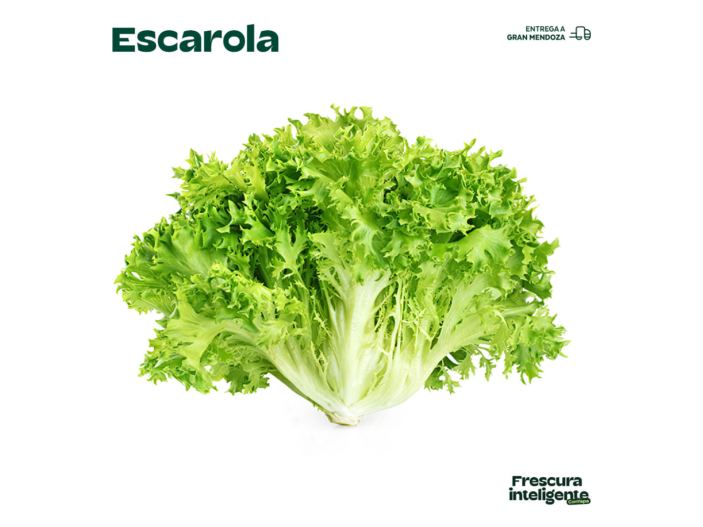 Escarola