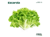 Escarola