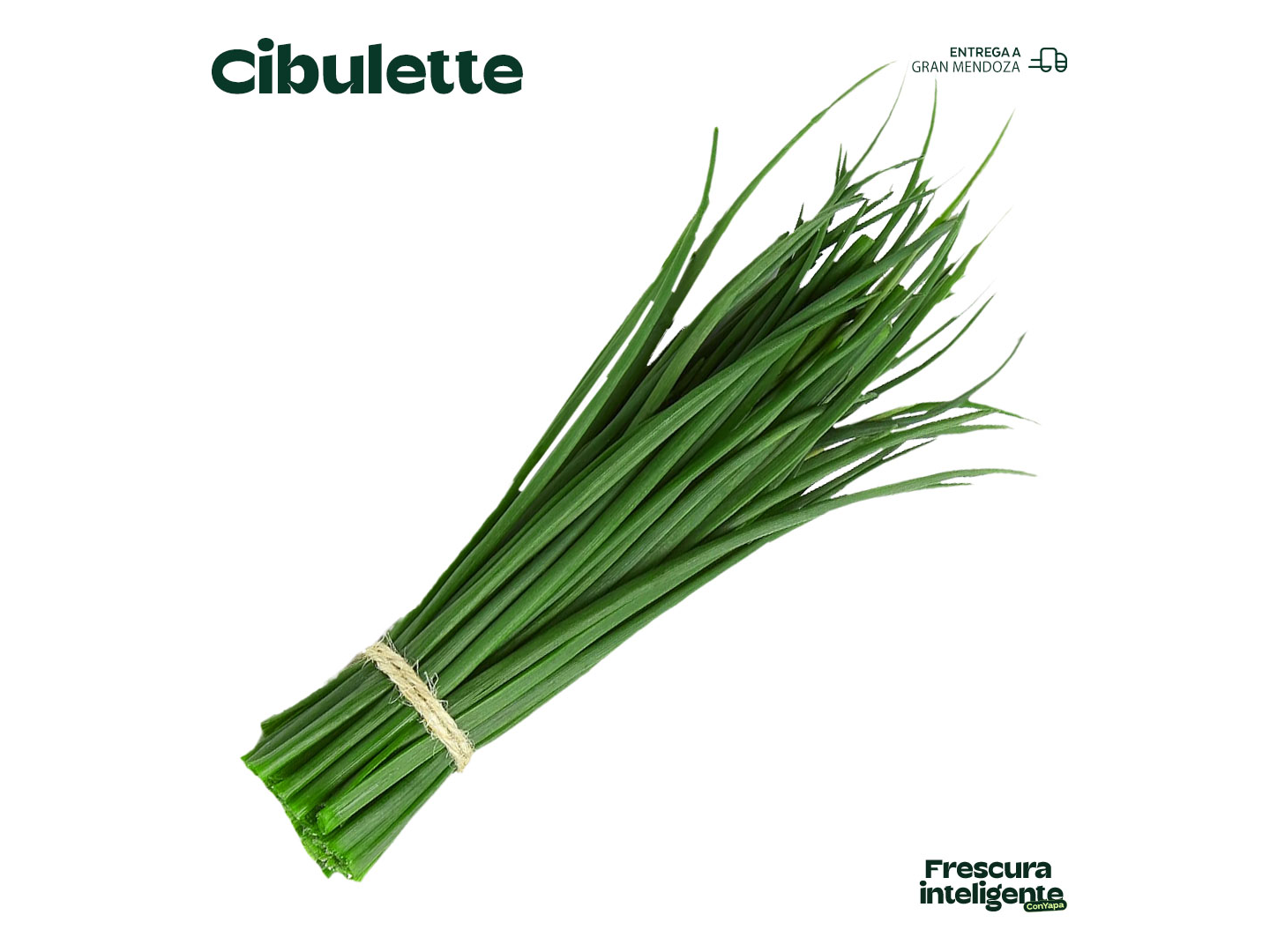 Cibulette