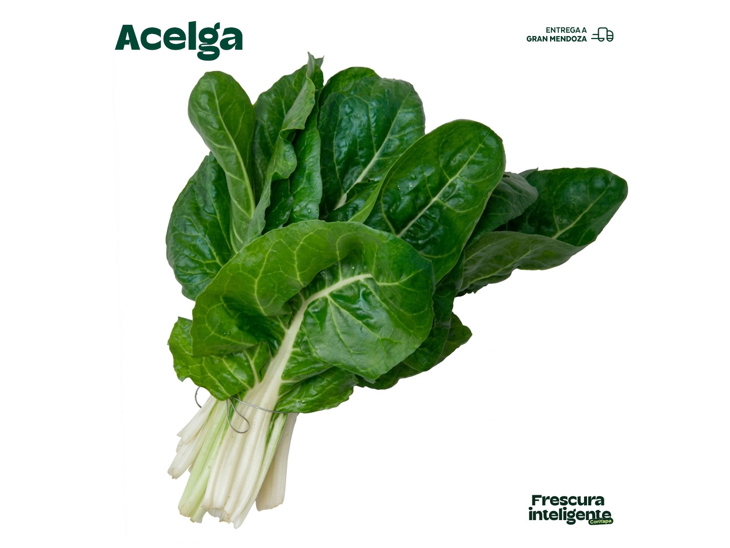 Acelga
