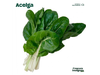 Acelga