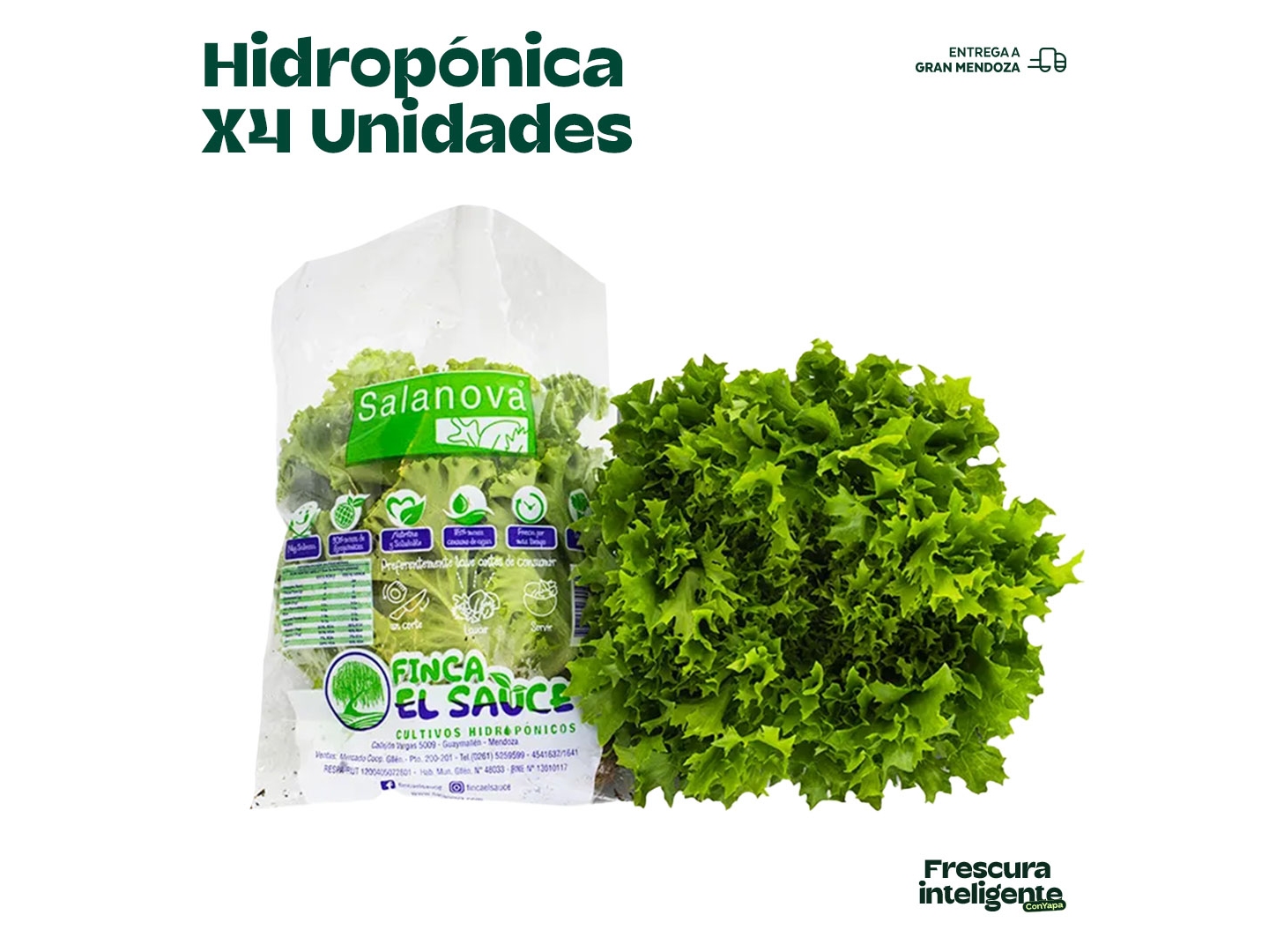 Lechuga hidropónica