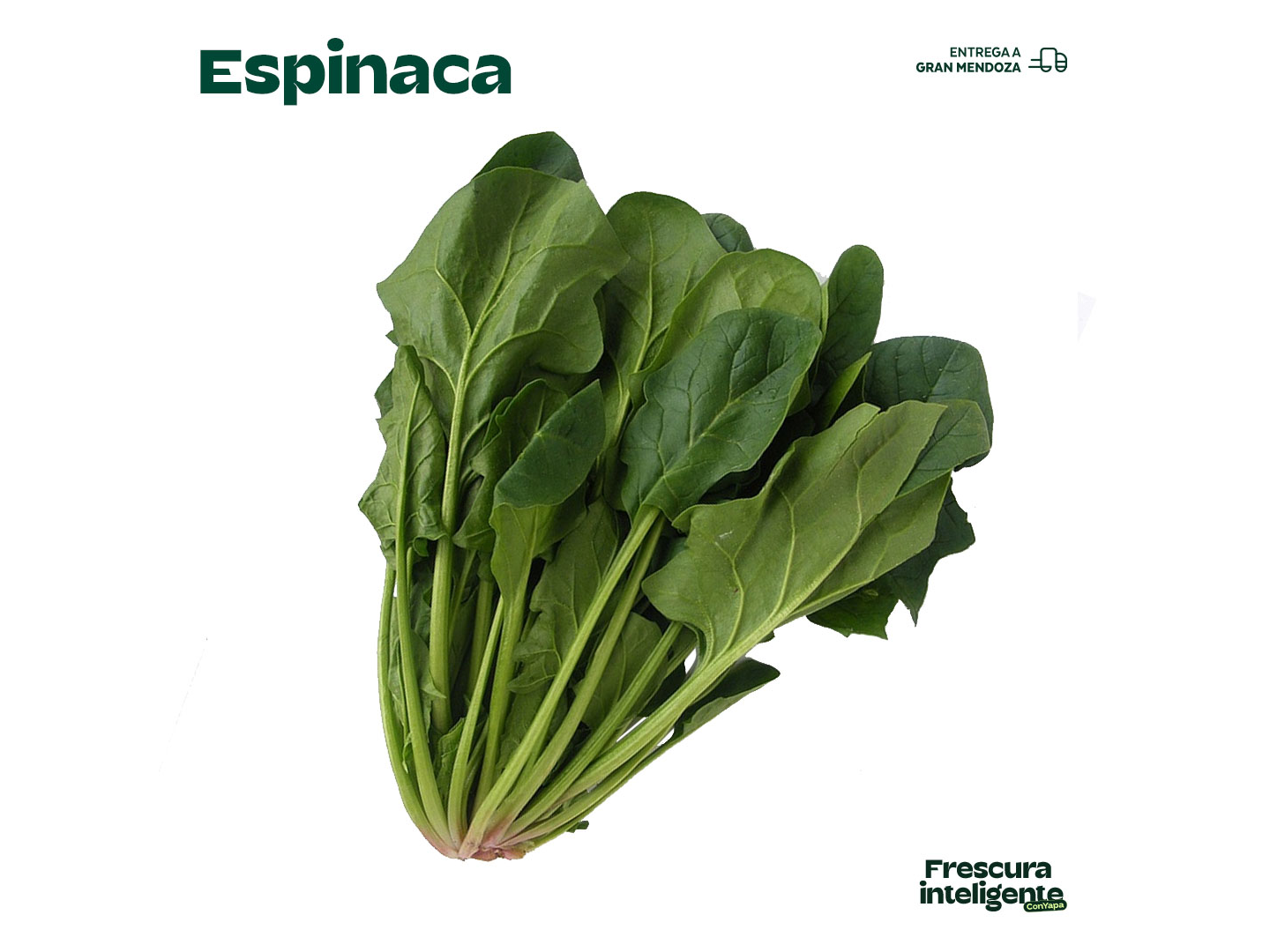 Espinaca