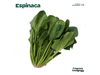 Espinaca