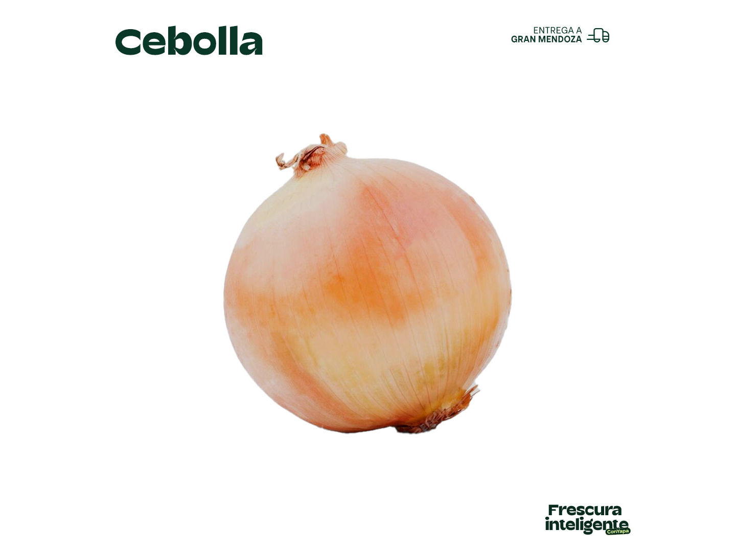 Cebolla dorada