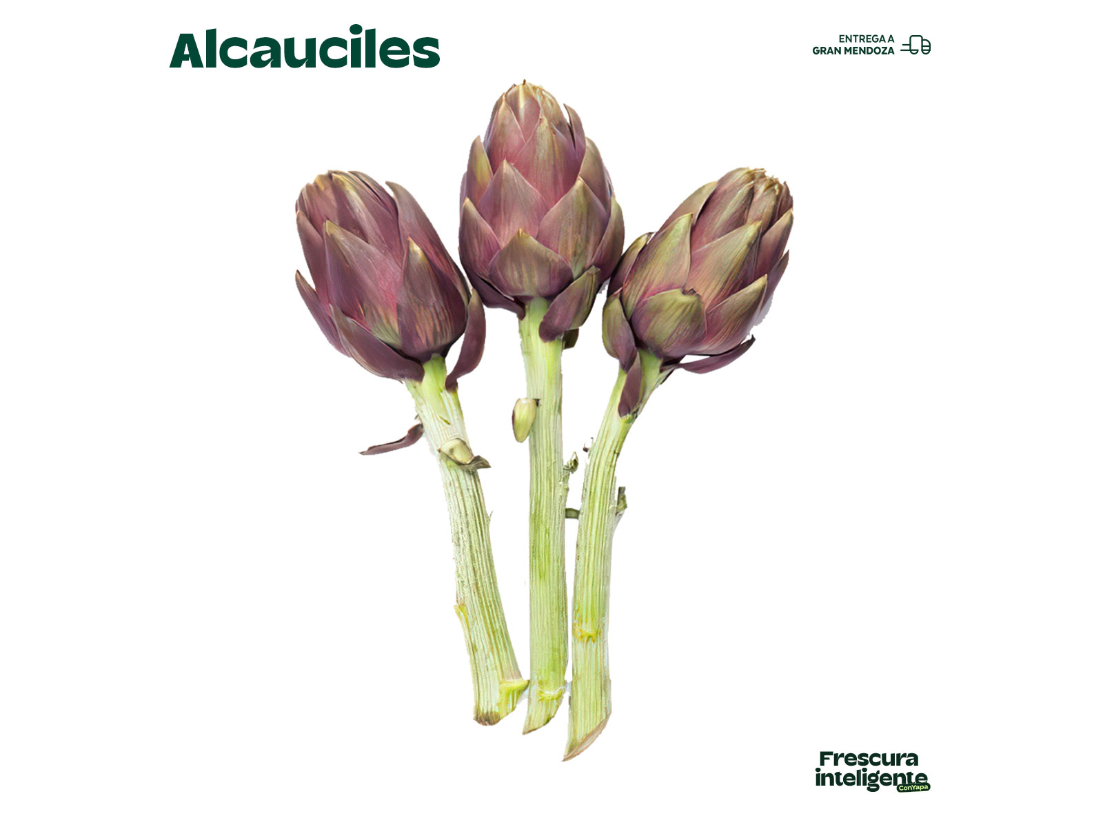 Alcaucil