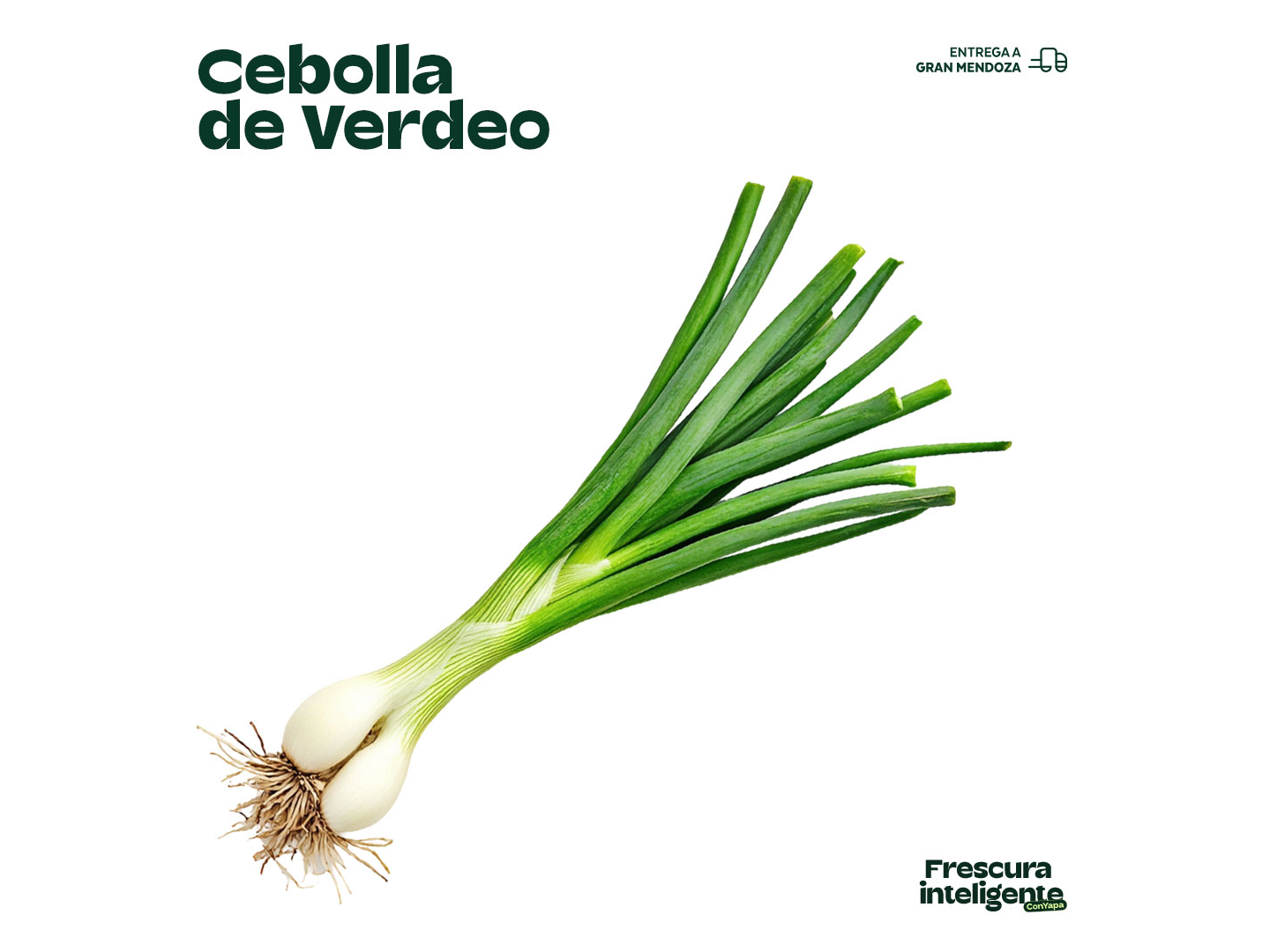 Cebolla verdeo