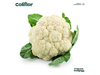 Coliflor blanco