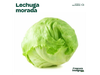 Lechuga repoll.