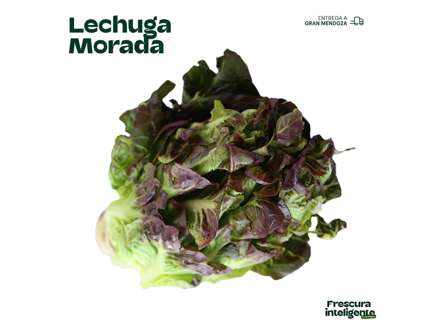 Lechuga morada