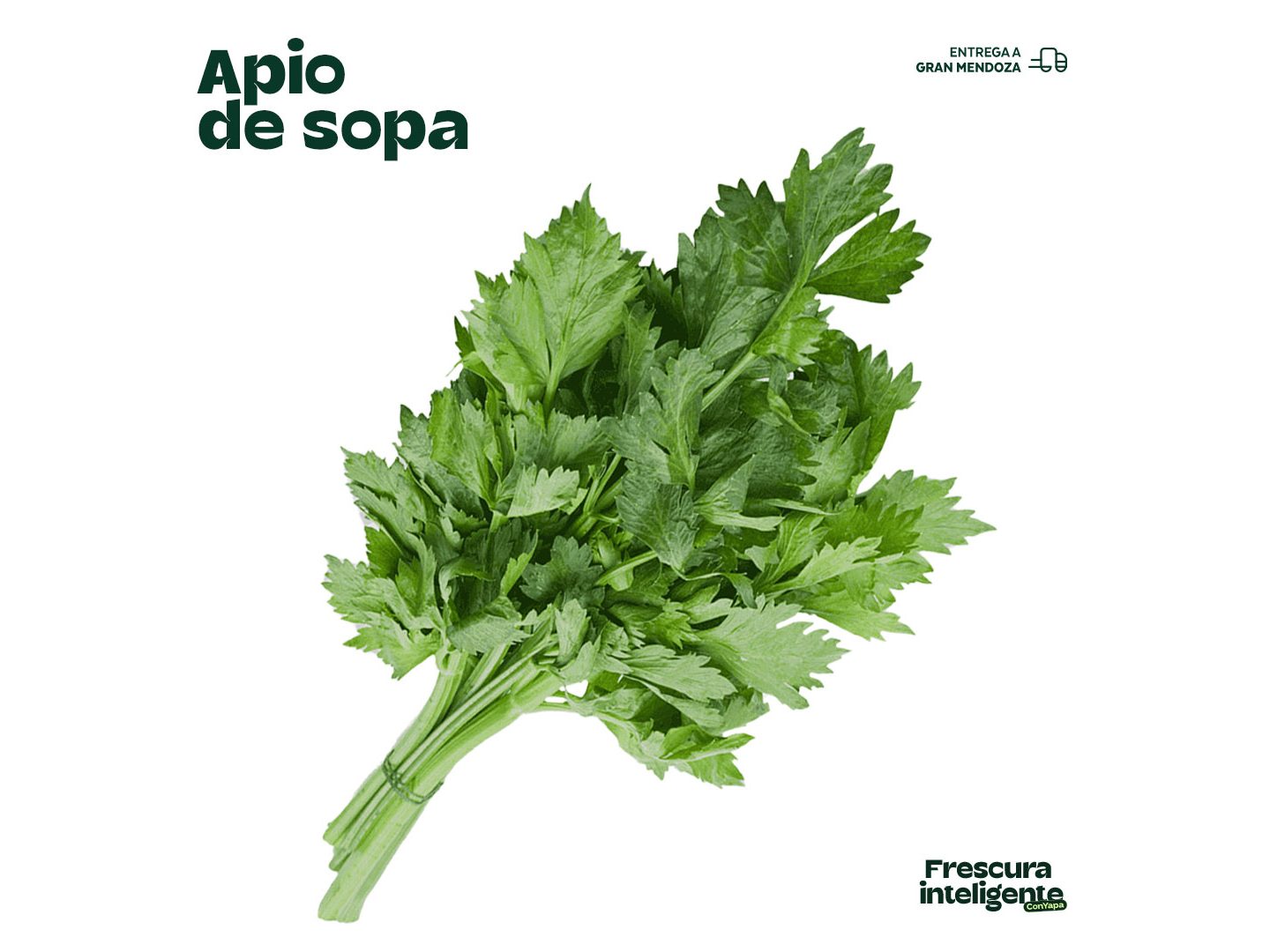 Apio sopa
