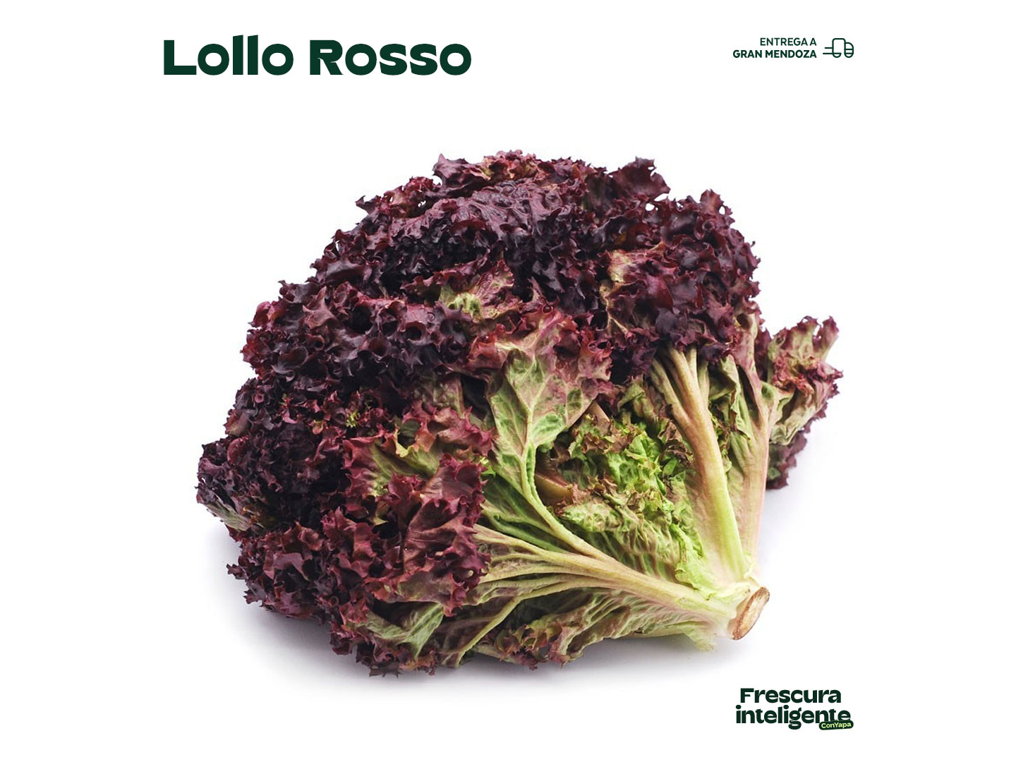 Lollo rosso