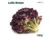 Lollo rosso