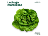 Lechuga mantecosa