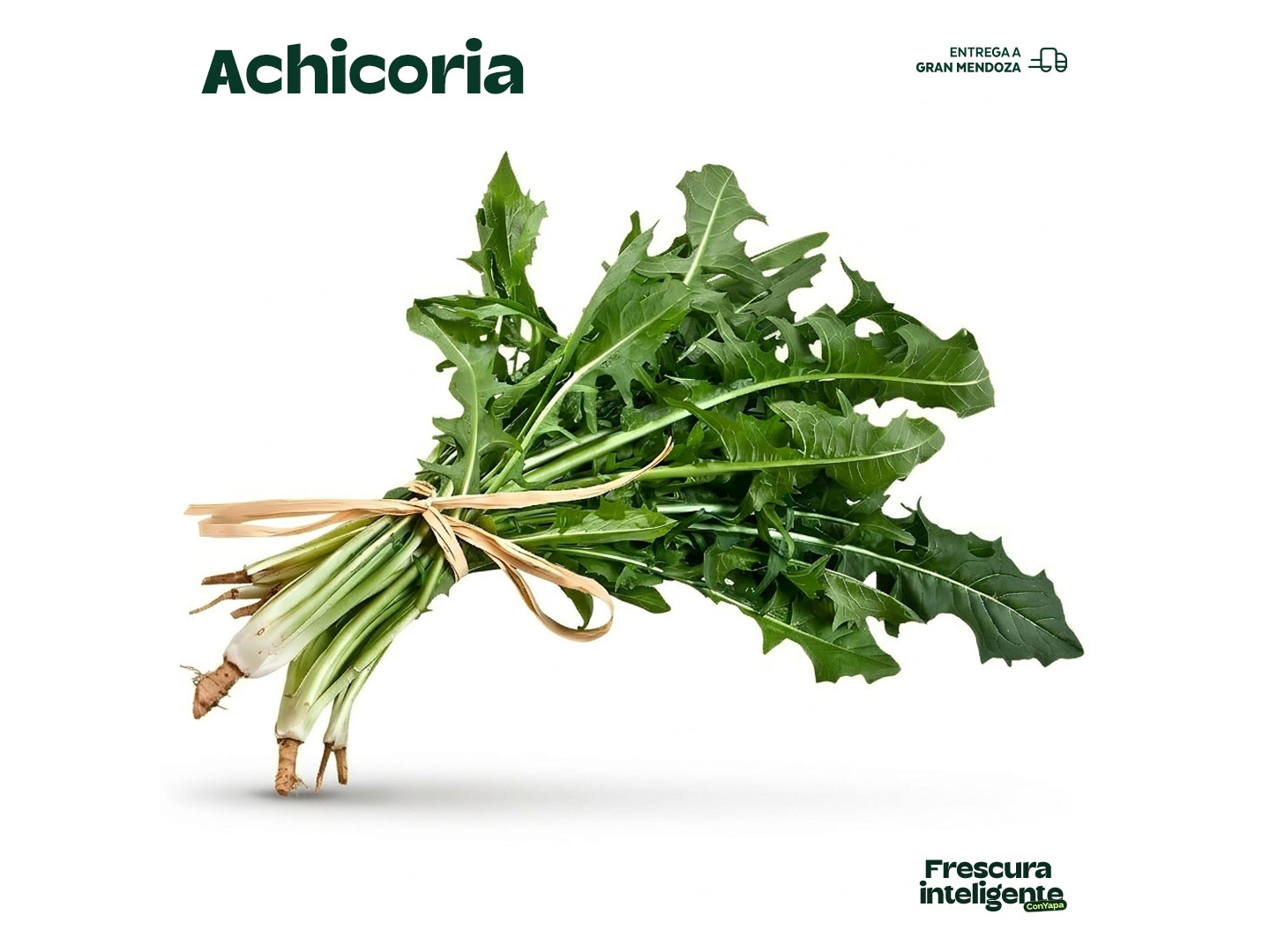 Achicoria