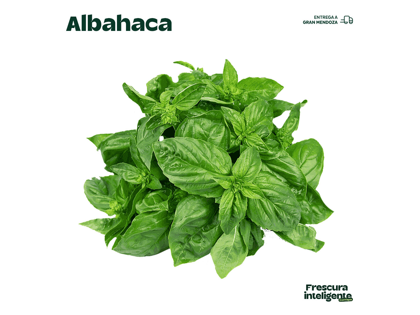 Albahaca