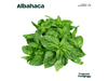 Albahaca