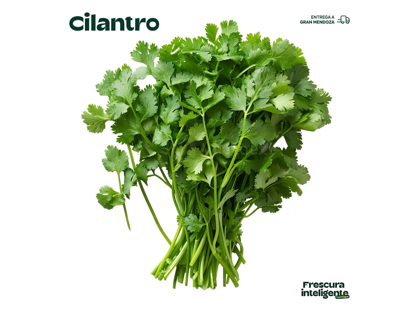 Cilantro