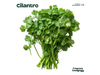 Cilantro