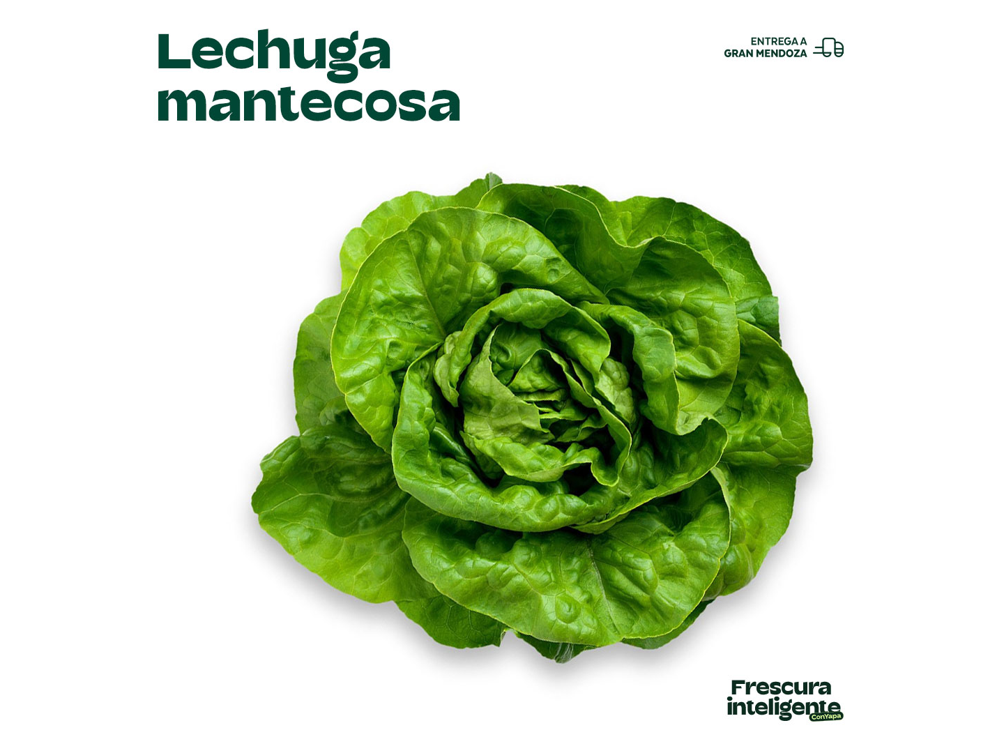 Lechuga mantecosa