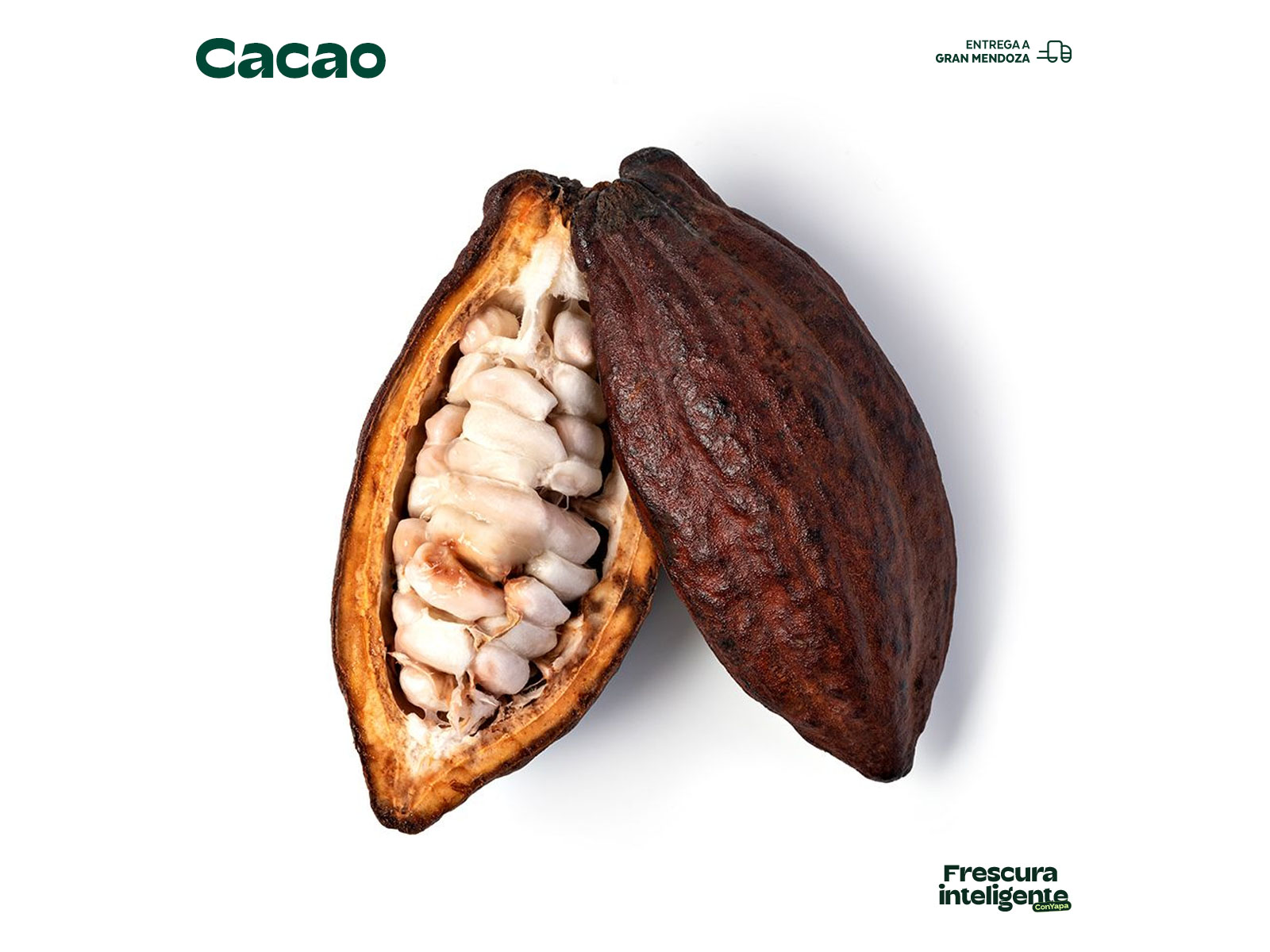 Cacao