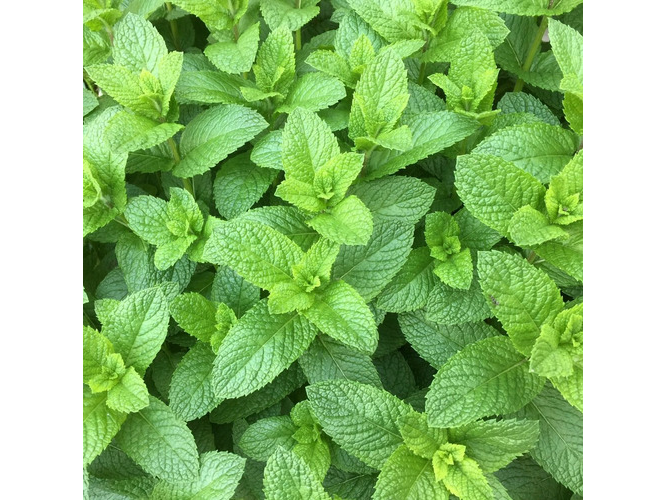Menta