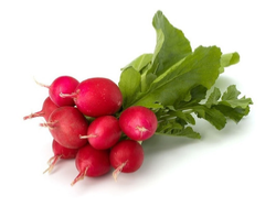 Rabanito