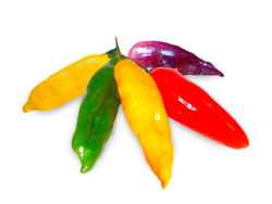 Aji putapario