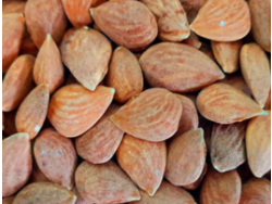 Almendra Guara
